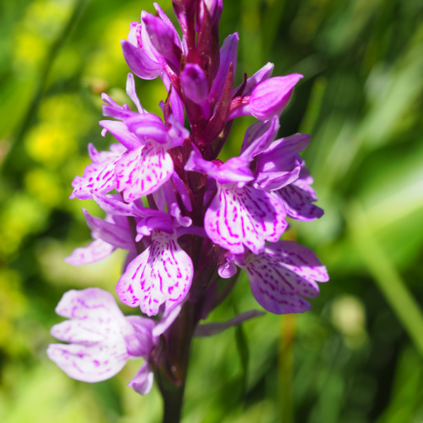 Dactylhoriza maculata